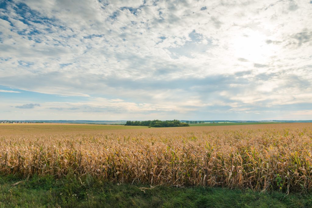 rolling corn field landscape How Corn Sweat Affects Exterior Paint in Northern Indiana