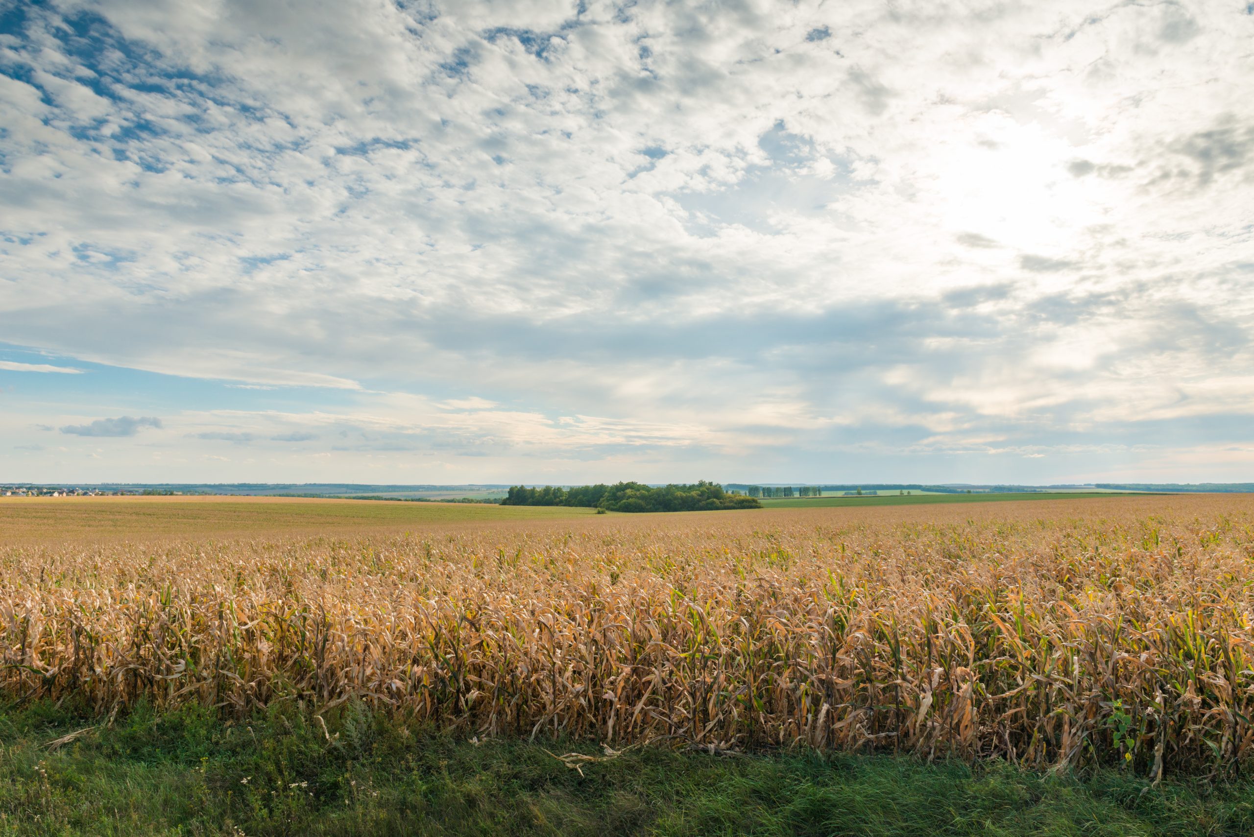 rolling corn field landscape How Corn Sweat Affects Exterior Paint in Northern Indiana